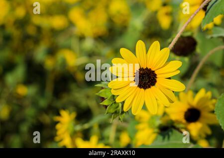 Petali gialli di girasole di Prairie con il suo polline sul suo sfondo sfocato fiore e albero. Foto Stock