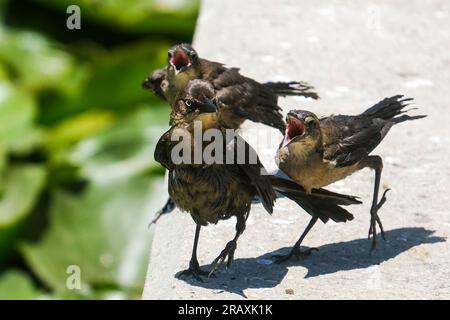 Los Angeles, Stati Uniti. 5 luglio 2023. Due uccelli nascenti implorano di essere nutriti al lago Echo Park durante un'onda di calore a Los Angeles. (Foto di Ringo Chiu/SOPA Images/Sipa USA) credito: SIPA USA/Alamy Live News Foto Stock