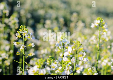 Concentrazione selettiva di cavoli cinesi o fiori bianchi verdi di collarino con polline in una fattoria di verdure. Foto Stock