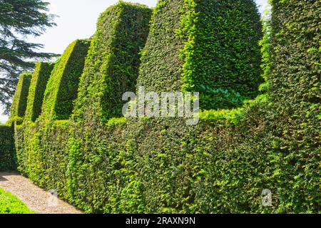 Siepe di Yew topiary rifinite in modo ordinato in un giardino di campagna inglese Foto Stock