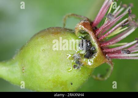 Sucker di pera Cacopsylla pyricola crawler ninfa su un frutto giovane e non maturo di pera. Foto Stock