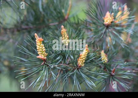 Un germoglio di pino comune (Pinus sylvestris) in primavera. Fiori maschili visibili pieni di polline. Foto Stock