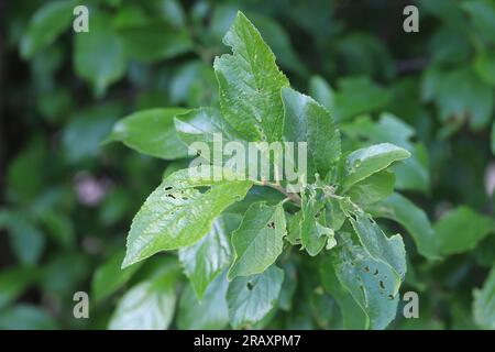 Sintomi della malattia di Shot Hole nelle prugne. Causate dal patogeno fungino Stigmina carpophila (syn. Wilsonomyces carpophilus). Foto Stock