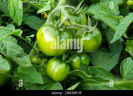 Un mazzo di pomodori verdi è appeso a un ramo. Primo piano. Foto Stock