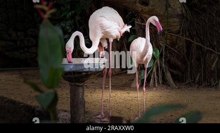 Flamingo, due flamingo, coppia Flemingo, Flemingo, uccello Flamingo Foto Stock
