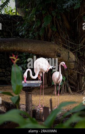 Flamingo, due flamingo, coppia Flemingo, Flemingo, uccello Flamingo Foto Stock