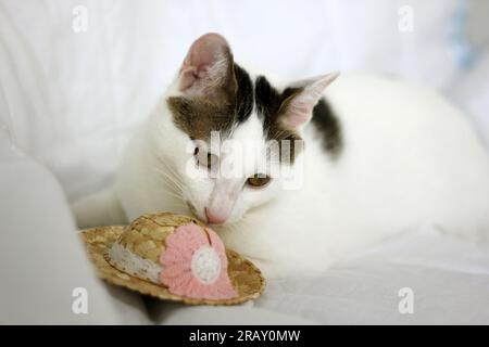 Scatta una foto del gatto Bobtail giapponese con occhiali da sole e cappello di paglia Foto Stock