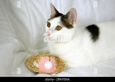 Scatta una foto del gatto Bobtail giapponese con occhiali da sole e cappello di paglia Foto Stock