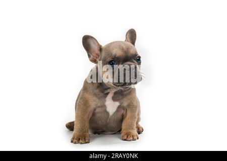 Adorabile cucciolo Bulldog francese, seduto di fronte. Sei curioso di guardare la fotocamera con la testa inclinata. Isolato su sfondo bianco. Foto Stock