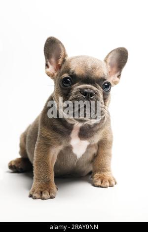 Adorabile cucciolo Bulldog francese, seduto di fronte. Sei curioso di guardare la fotocamera con la testa inclinata. Isolato su sfondo bianco. Foto Stock