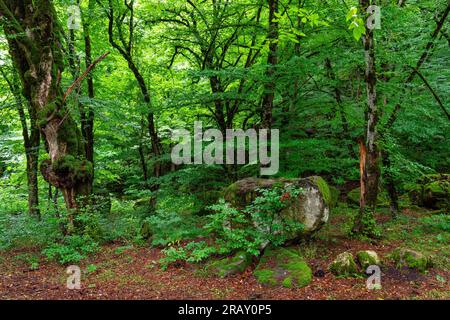 Fitta foresta umida verde durante la stagione delle piogge Foto Stock