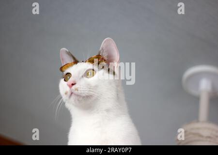 Scatta una foto del gatto Bobtail giapponese con occhiali da sole e cappello di paglia Foto Stock