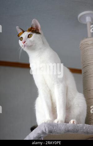 Scatta una foto del gatto Bobtail giapponese con occhiali da sole e cappello di paglia Foto Stock