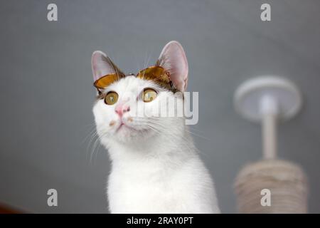 Scatta una foto del gatto Bobtail giapponese con occhiali da sole e cappello di paglia Foto Stock