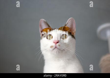 Scatta una foto del gatto Bobtail giapponese con occhiali da sole e cappello di paglia Foto Stock