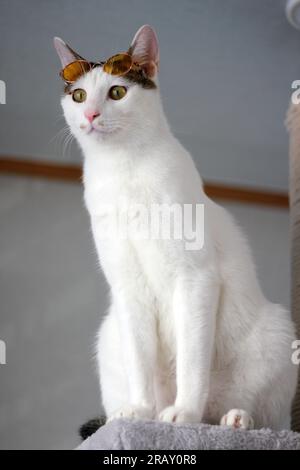 Scatta una foto del gatto Bobtail giapponese con occhiali da sole e cappello di paglia Foto Stock