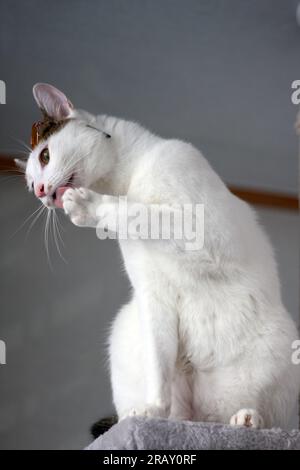 Scatta una foto del gatto Bobtail giapponese con occhiali da sole e cappello di paglia Foto Stock