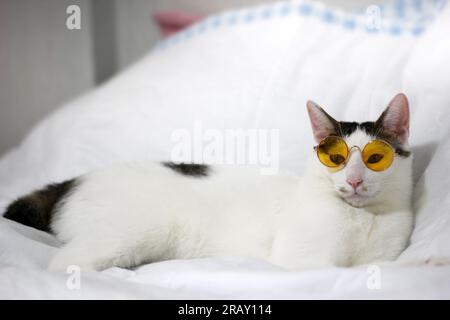 Scatta una foto del gatto Bobtail giapponese con occhiali da sole e cappello di paglia Foto Stock