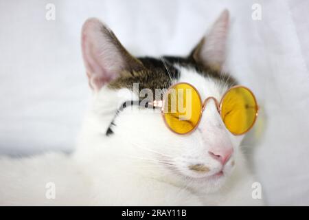 Scatta una foto del gatto Bobtail giapponese con occhiali da sole e cappello di paglia Foto Stock