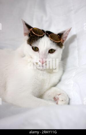 Scatta una foto del gatto Bobtail giapponese con occhiali da sole e cappello di paglia Foto Stock