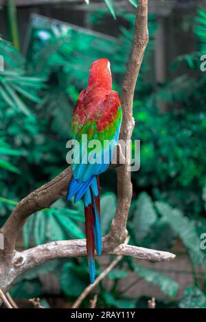Macara rossa e verde , macara rossa verde e blu seduto in cima al ramo, pappagallo macara in natura, pappagallo rosso verde e pappagallo blu che si appollaiano sull'albero Foto Stock