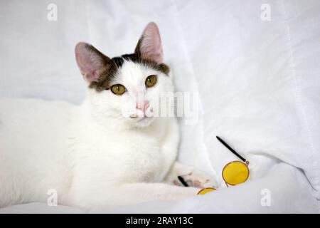 Scatta una foto del gatto Bobtail giapponese con occhiali da sole e cappello di paglia Foto Stock