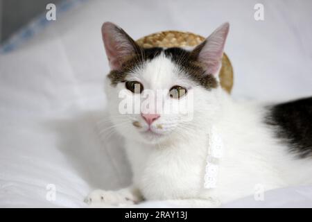 Scatta una foto del gatto Bobtail giapponese con occhiali da sole e cappello di paglia Foto Stock