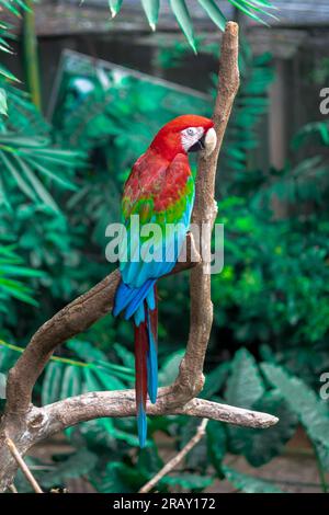 Macara rossa e verde , macara rossa verde e blu seduto in cima al ramo, pappagallo macara in natura, pappagallo rosso verde e pappagallo blu che si appollaiano sull'albero Foto Stock