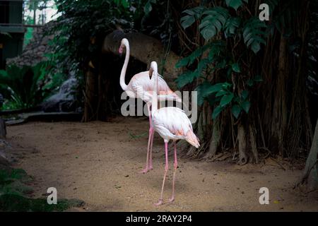 Flamingo, due flamingo, coppia Flemingo, Flemingo, uccello Flamingo Foto Stock
