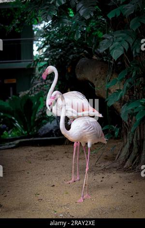 Flamingo, due flamingo, coppia Flemingo, Flemingo, uccello Flamingo Foto Stock
