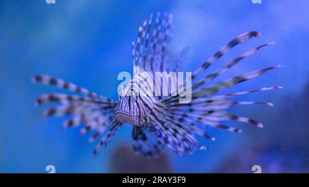 Pesce leone rosso, pesce zebra, pterois volitans, uno dei pericolosi pesci della barriera corallina. Pesce leone comune o pesce leone rosso, splendido pesce leone rosso che nuota Foto Stock