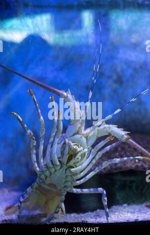 L'aragosta spinosa caraibica, Panulirus argus. Aragosta spinosa nell'acquario vista posteriore, Panulirus versicolor, Un primo piano dell'animale Panulirus versicolor Foto Stock