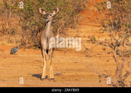 Un ritratto femminile Kudu più grande Foto Stock