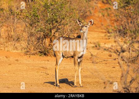 Kudu con due Oxpecker a becco giallo sul retro Foto Stock