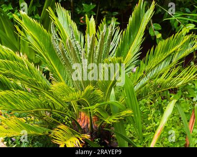 Tenera pianta domestica, Cycas revoluta, pioggia soffocata mentre vampate nuove fronde durante un'estate britannica fuori Foto Stock