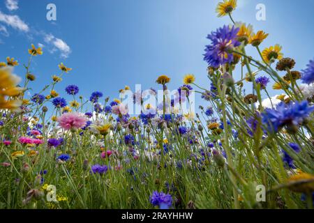 Fiori selvatici su un cielo blu soleggiato Foto Stock