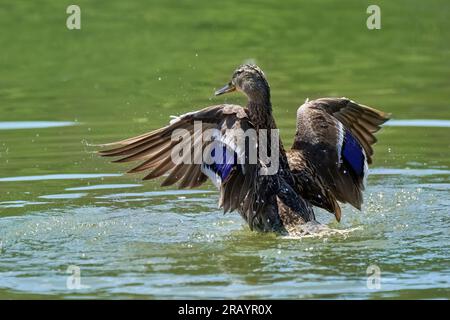 Mallard (Anas platyrhynchos) femmina da dietro che si innalza dall'acqua mentre fa il bagno Foto Stock