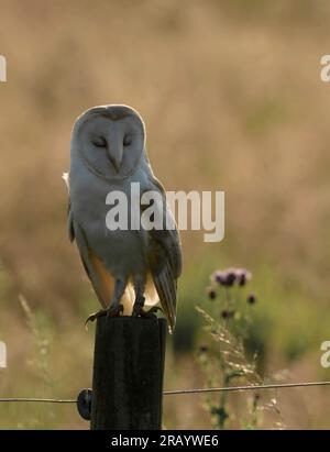 Barn Owl (Tyto Alba) arroccato su una recinzione di legno la mattina presto sulle Norfolk Broads Foto Stock
