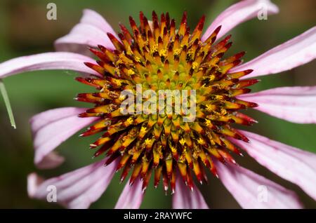 Fiore viola a foglie strette, Echinacea angustifolia Foto Stock