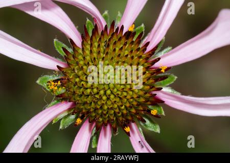 Fiore viola a foglie strette, Echinacea angustifolia Foto Stock