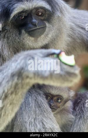 6 luglio 2023, Sassonia-Anhalt, Halle (Saale): Il cucciolo di gibbone d'argento nato il 17 febbraio si accomoda alla madre 'mia' allo zoo di Halle Mountain. Il tema principale del programma delle vacanze estive di quest'anno è "Adventure Rainforest". Qui, i visitatori possono utilizzare la realtà aumentata per esplorare virtualmente la flora e la fauna della foresta pluviale. Varie aree dello zoo sono state ridecorate in paesaggi della foresta pluviale, e c'è anche un paesaggio di spiaggia caraibica - il 'Bamboo Beach Club'. Foto: Jan Woitas/dpa/ZB Foto Stock