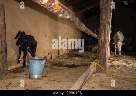 Bestiame capre e bestiame legati all'interno di una casa di fango nella campagna di Uttarakhand, in India. Agricoltura e allevamento degli animali. Foto Stock