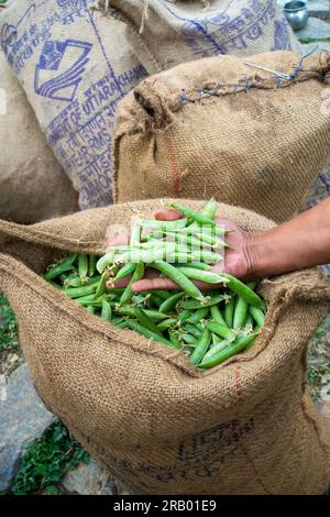 28 giugno 2023, Nagthat, Uttarakhand, India. Ha raccolto piselli verdi biologici riempiti in sacchetti pronti per il trasporto ai mercati vegetali. Uttarakhand India. Foto Stock