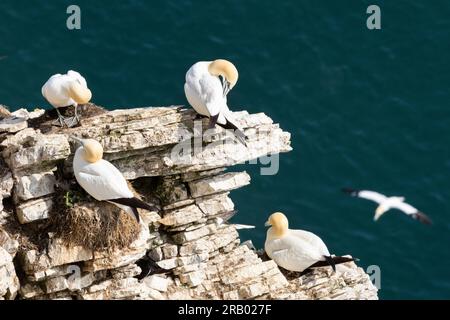 I gannets si aggirano sulle sporgenze del nido sulle scogliere di gesso a Bempton. Questo spettacolare uccello marino è molto esigente nel mantenere pulito il piumaggio. Foto Stock