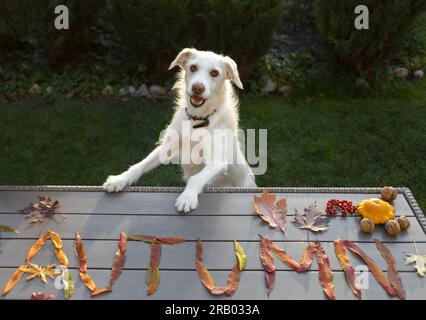 collezione di foglie autunnali cadute disposte sul tavolo nella parola autunno. il simpatico cane bianco si trova sulle sue gambe posteriori al tavolo. Atmosfera autunnale. Curiou Foto Stock