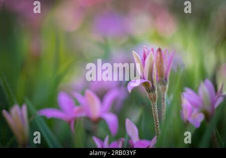 Fiori massaggiati di Rhodohypoxis. Foto Stock