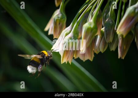 Un bumblebee Bombus dalla coda di Buff che vola verso un fiore. Foto Stock