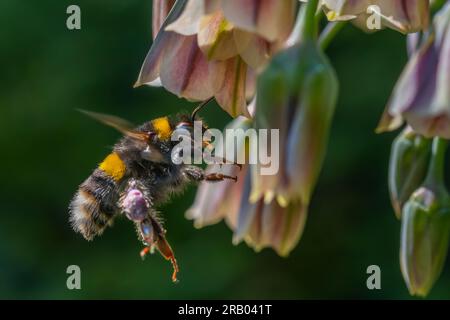 Un bumblebee Bombus dalla coda di Buff che vola verso un fiore. Foto Stock