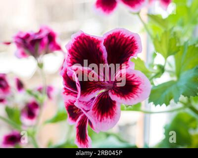 Gerani in fiore rosa, pelargonium grandiflorum, che crescono nel vaso, primo piano, messa a fuoco selettiva. Viola, rosa, fiore viola in primo piano. Fiore magenta Foto Stock