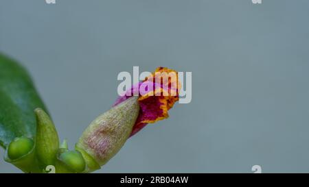 Brillamenti vividi: Piccoli boccioli di fiori che fioriscono con colori - isolati su sfondo grigio Foto Stock